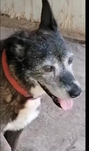 Lady 12anni tg media in canile da tanto.NAPOLI Foto 2