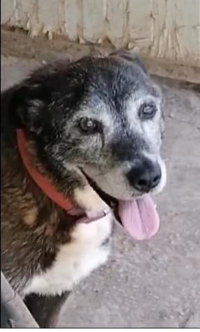 Lady 12anni tg media in canile da tanto.NAPOLI Foto 3