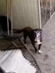 Lady 12anni tg media in canile da tanto.NAPOLI Foto 4