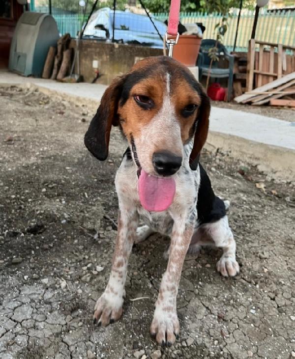 Mix Beagle 2Anni E 1/2 Sos Casa Sicilia