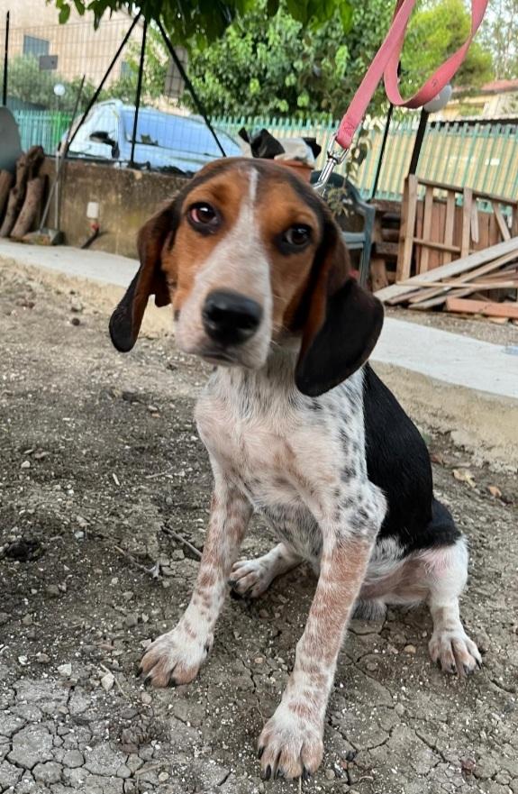 Mix Beagle 2anni e 1/2 SOS CASA SICILIA Foto 2