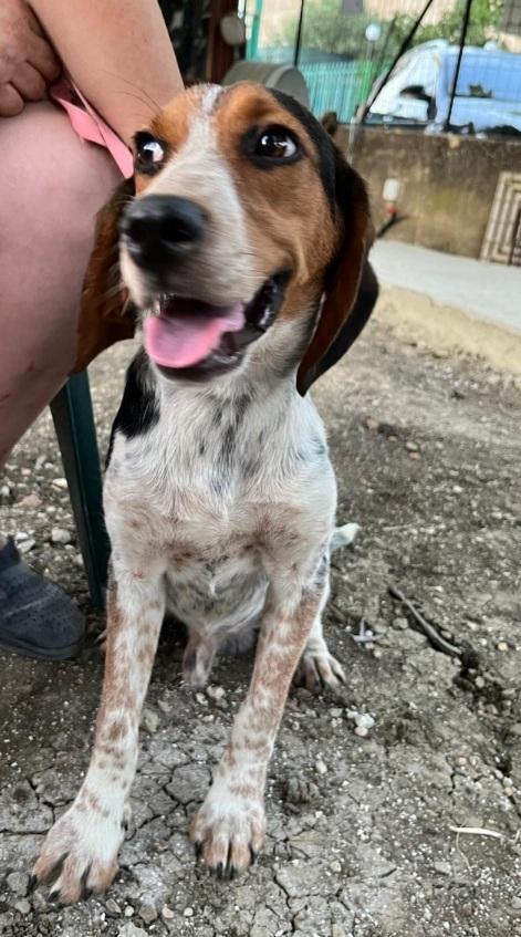 Mix Beagle 2anni e 1/2 SOS CASA SICILIA Foto 5