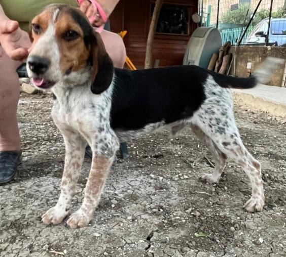 Mix Beagle 2anni e 1/2 SOS CASA SICILIA Foto 4