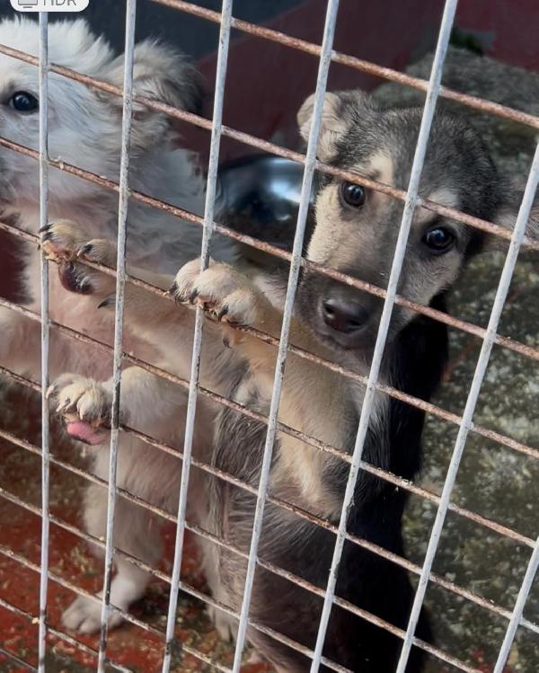 Tito meraviglioso cucciolo taglia medio piccola  Foto 3
