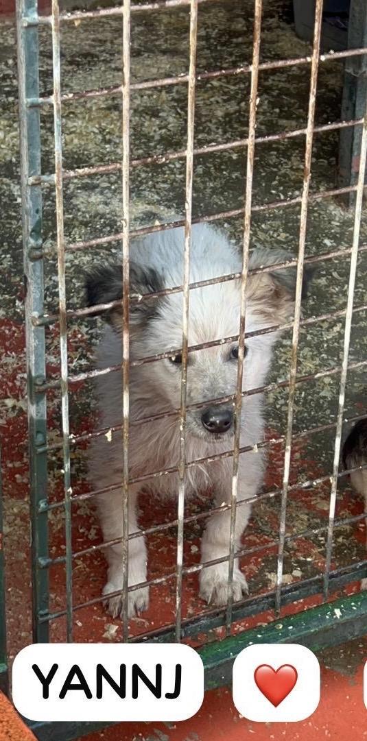 Yannj cucciolo taglia medio piccola in canile  Foto 2