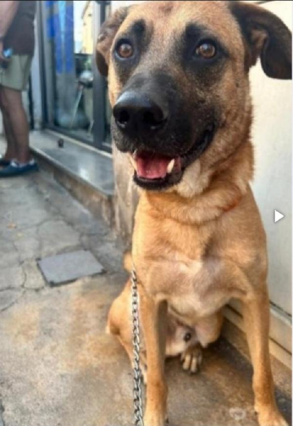 3Anni Color Miele Salvato Da Morte Certa!