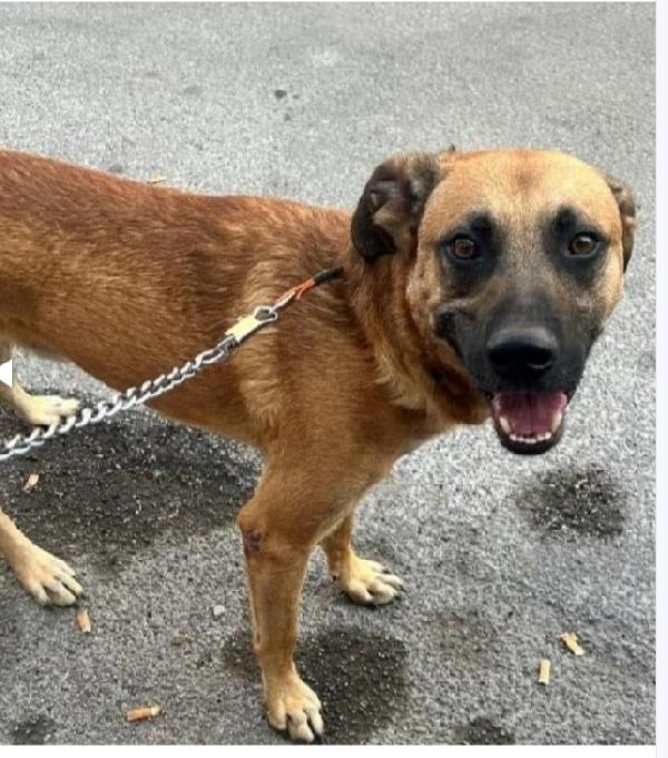 3anni color miele salvato da morte certa! Foto 2