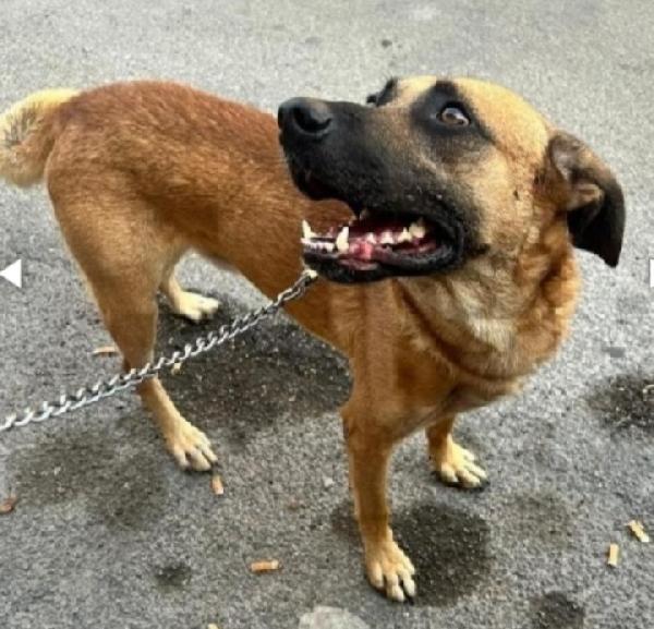 3anni color miele salvato da morte certa! Foto 3