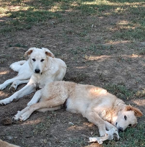 2fratelli mix Labrador 8/9mesi URGENTE AREZZO Foto 4
