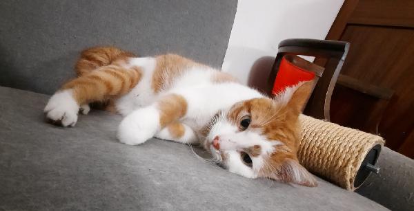 Mirtillo micio di 4 anni Foto 3