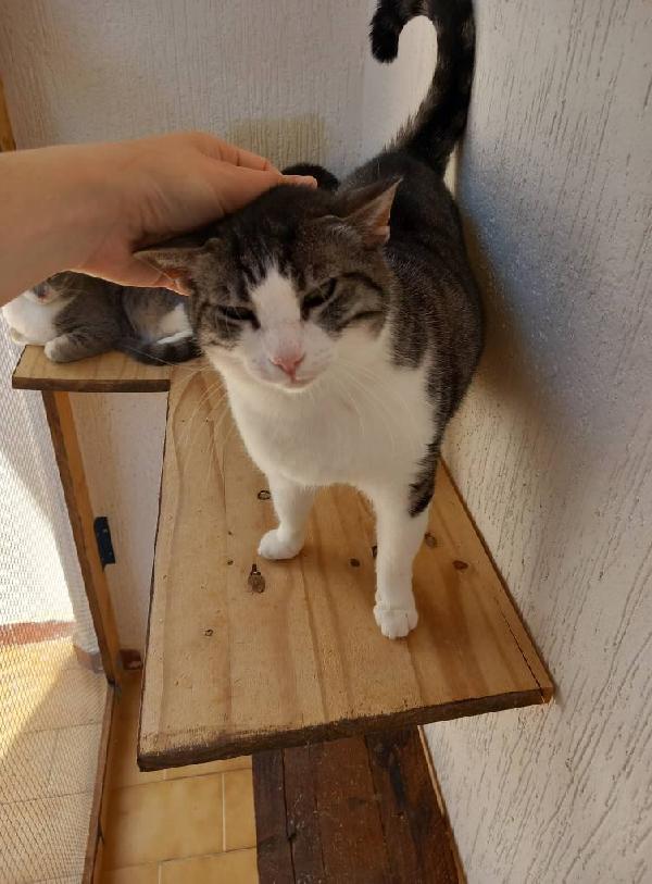 Tenera micia in adozione, SISSI! Foto 3