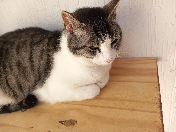 Tenera micia in adozione, SISSI! Foto 4