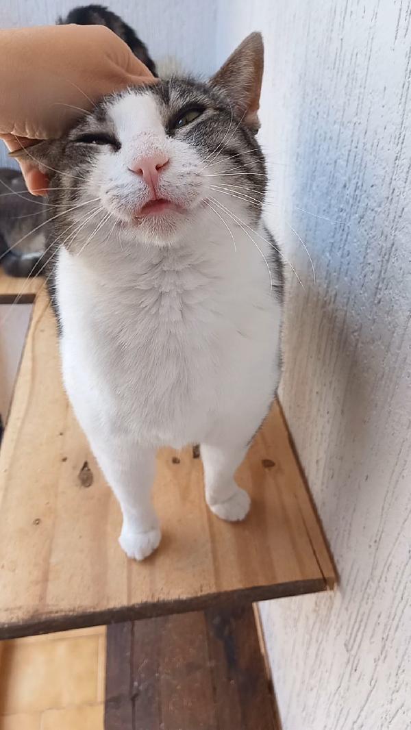 Tenera micia in adozione, SISSI! Foto 5