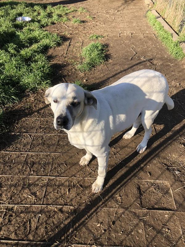 Penny, nel rifugio dal 2016 Foto 3
