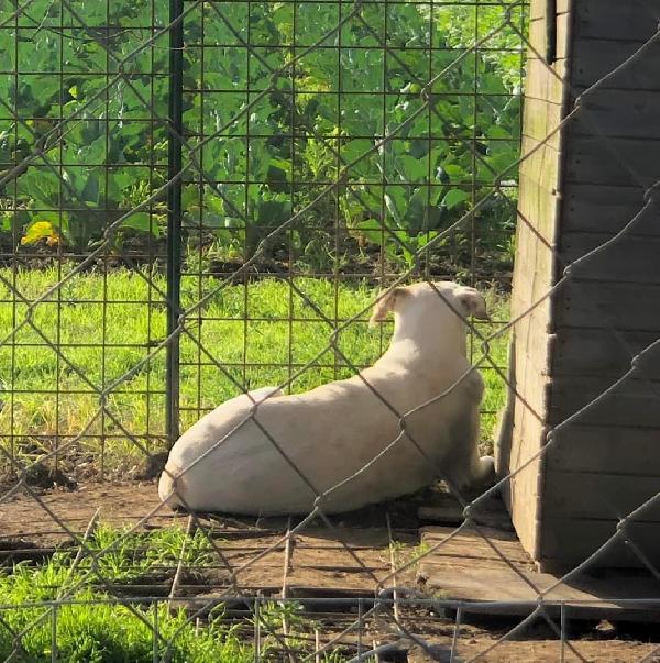 Penny, nel rifugio dal 2016 Foto 4