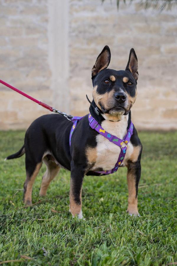 Romana, ha bisogno della sua possibilità.  Foto 3