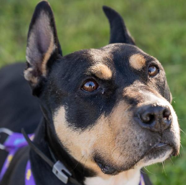 Romana, ha bisogno della sua possibilità.  Foto 4