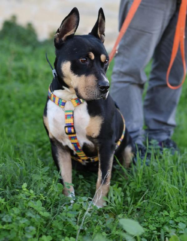 Romana, ha bisogno della sua possibilità.  Foto 5