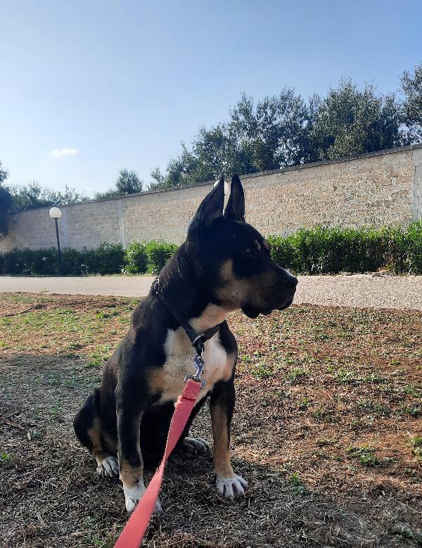 Romana, ha bisogno della sua possibilità.  Foto 6