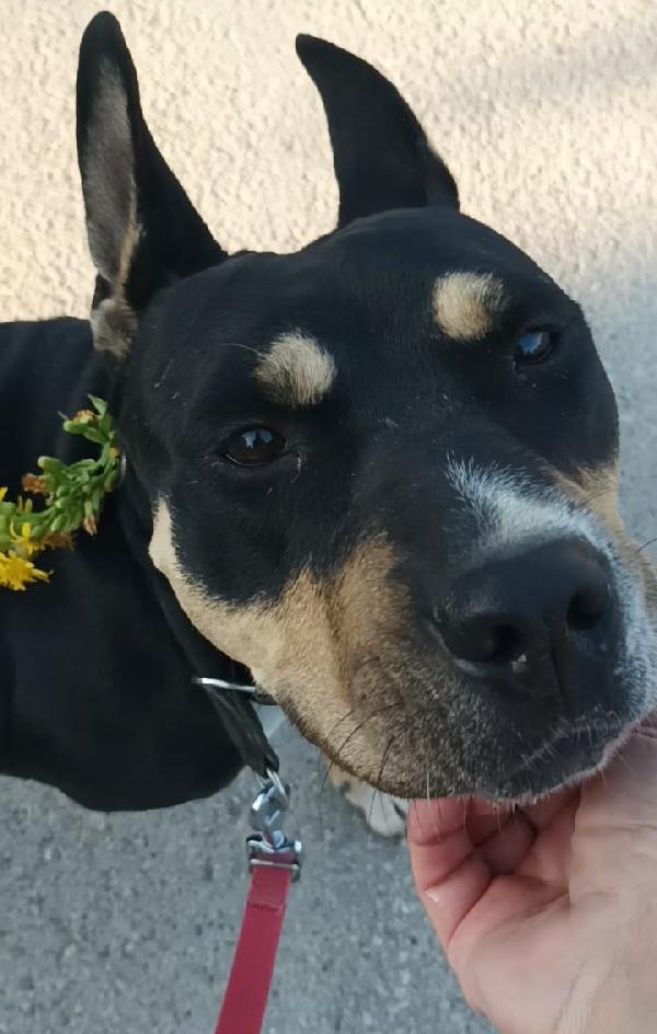 Romana, ha bisogno della sua possibilità.  Foto 7