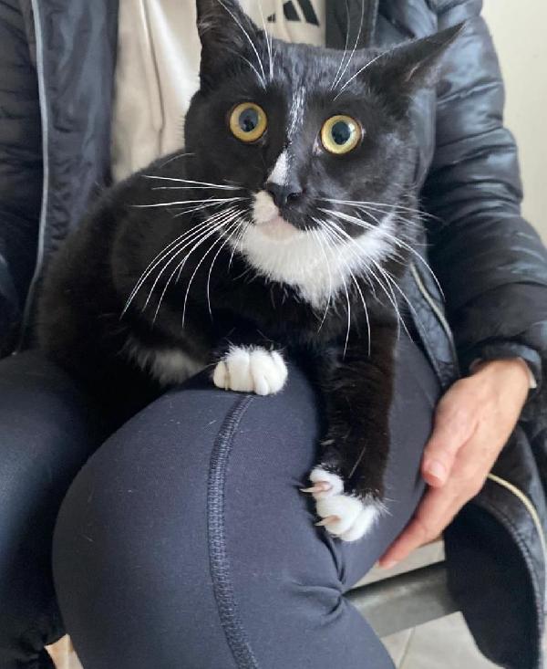 Lara Dolcissima Micina Non Può Tornare In Strada 