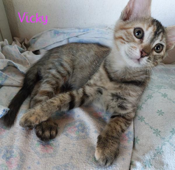 SWEETY, SONYA, VICKY Foto 6