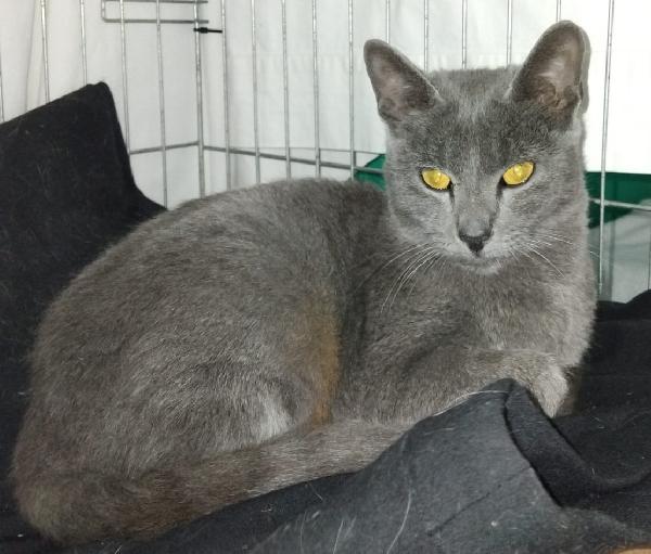 SIMIL CERTOSINI DI 5 MESI Foto 2