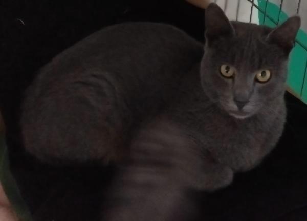 SIMIL CERTOSINI DI 5 MESI Foto 3