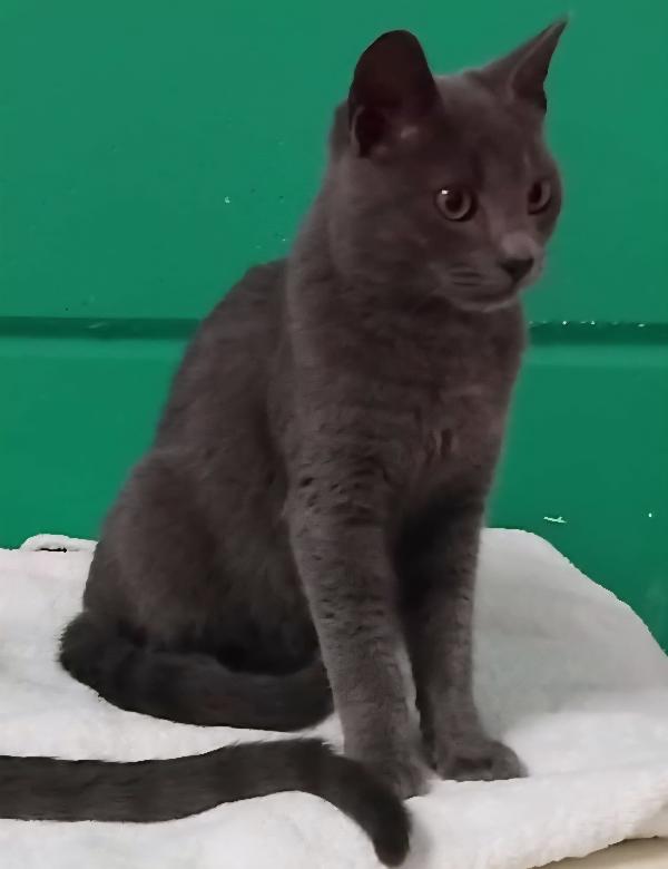 SIMIL CERTOSINI DI 5 MESI Foto 4