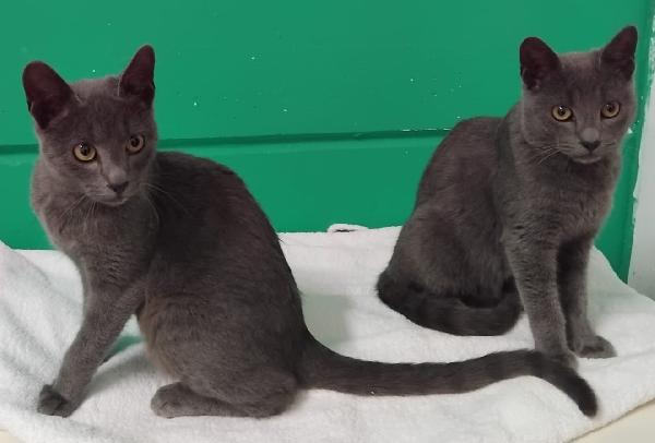 SIMIL CERTOSINI DI 5 MESI Foto 6