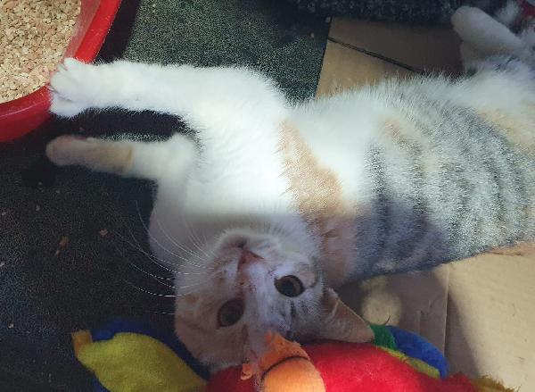 GUENDA, 5 mesi Foto 3