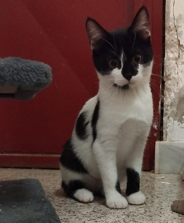 PEPPER, 4 mesi Foto 2