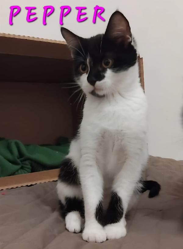 PEPPER, 4 mesi Foto 3