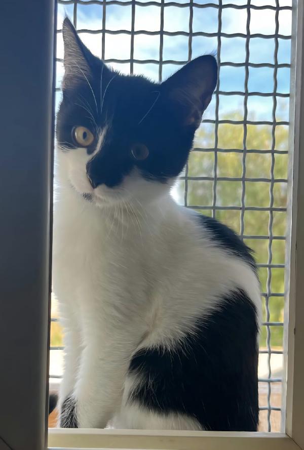 PEPPER, 4 mesi Foto 4