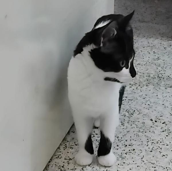 PEPPER, 4 mesi Foto 5