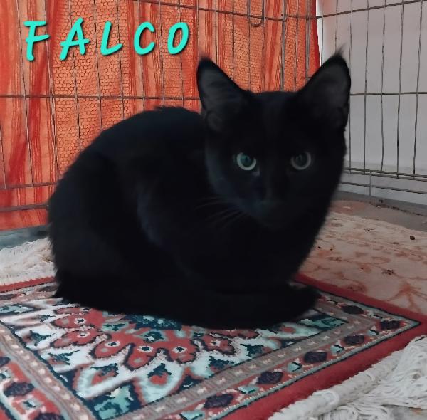 Nala E Falco