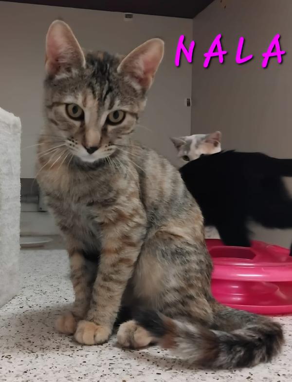 NALA E FALCO Foto 3