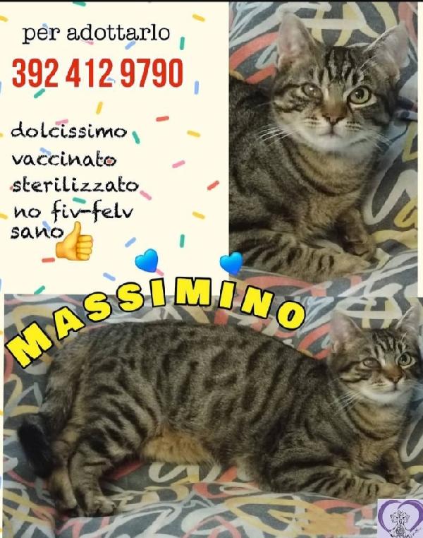 Massimino micio tigratino SOS CASA ROMA Foto 2