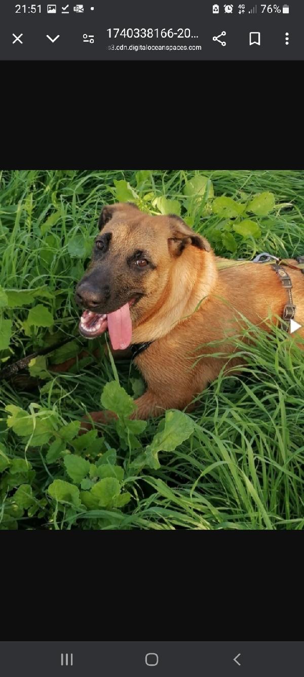 3anni simil pastorina malinois aspetta da cucciola Foto 2