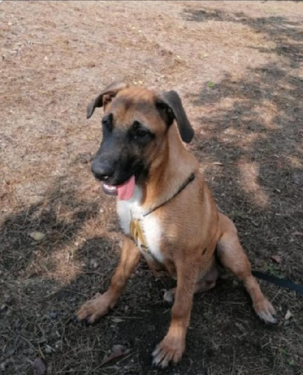 3anni simil pastorina malinois aspetta da cucciola Foto 3