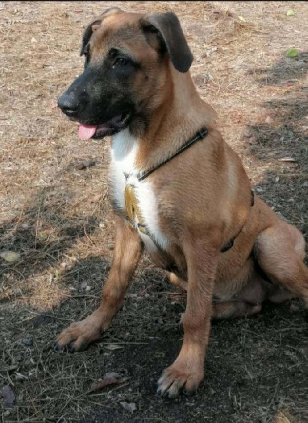 3anni simil pastorina malinois aspetta da cucciola Foto 4