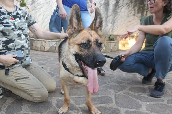 Pastore Tedesco 3anni CIECA scartata SOS SICILIA Foto 2