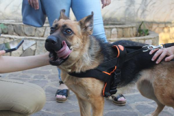 Pastore Tedesco 3anni CIECA scartata SOS SICILIA Foto 3