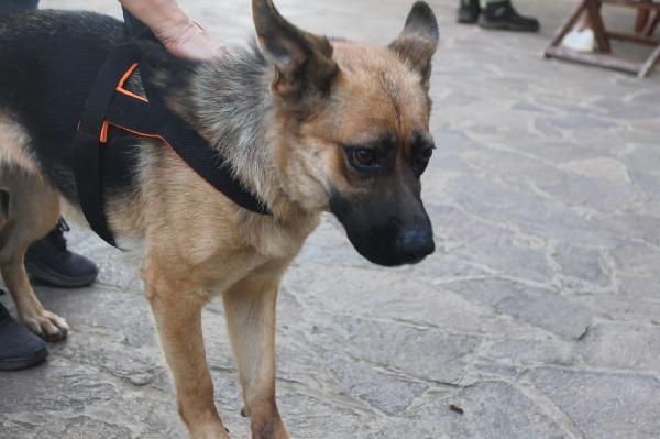Pastore Tedesco 3anni CIECA scartata SOS SICILIA Foto 4