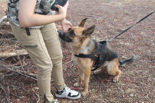 Pastore Tedesco 3anni CIECA scartata SOS SICILIA Foto 5