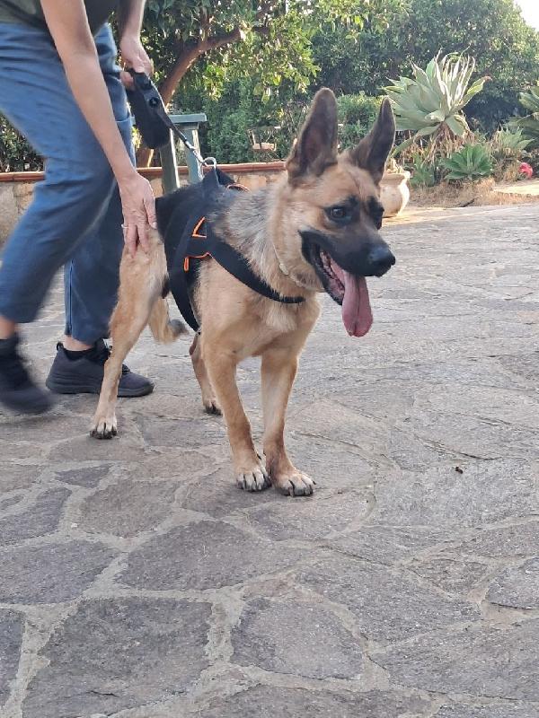 Pastore Tedesco 3anni CIECA scartata SOS SICILIA Foto 6