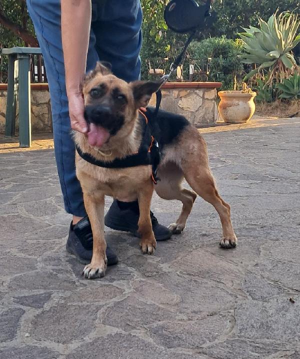 Pastore Tedesco 3anni CIECA scartata SOS SICILIA Foto 7