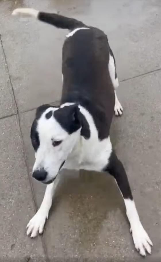 Teky mix Amstaff 4anni aspetta da cucciola.CREMONA Foto 5