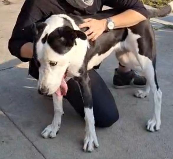 Teky mix Amstaff 4anni aspetta da cucciola.CREMONA Foto 10