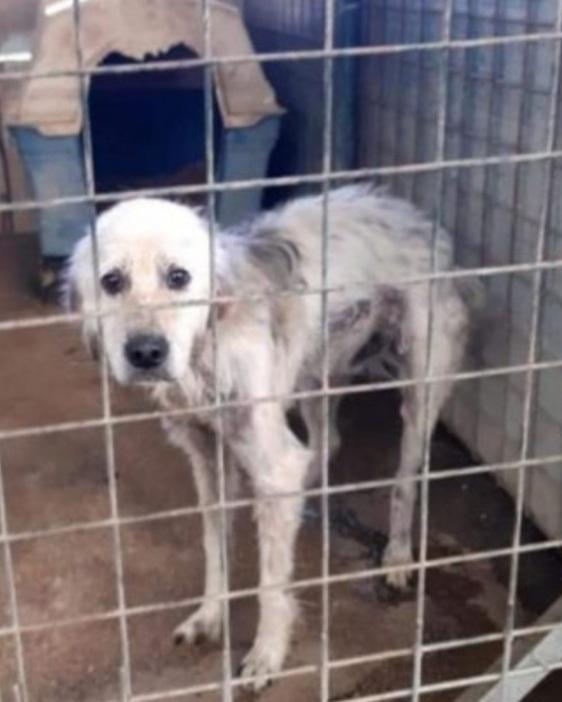 Adulto salvato in extremis in canile da 5anni  Foto 6